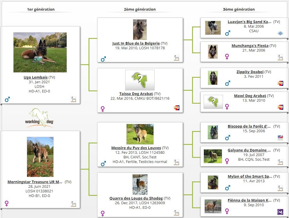 Pédigree des futurs chiots - Stamboom van toekomstige puppies