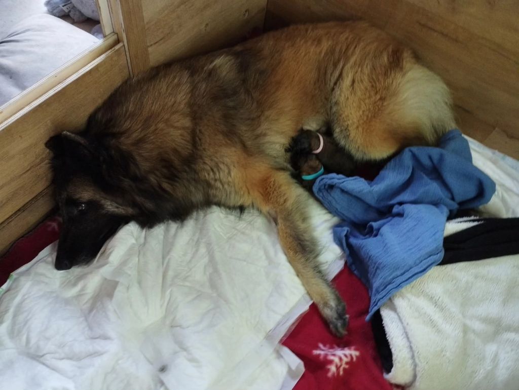 Chiot Berger Belge Morningstar Treasure