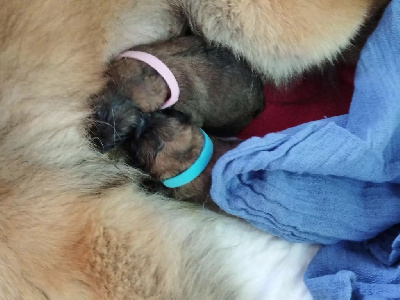 CHIOT